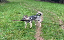 Mixed Breed dogs for adoption: FREYA - Looking for a loving, supportive home. - Image 6