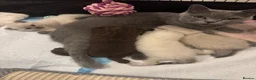 Scottish Fold cats for sale: RARE COLOURS SCOTTISH FOLD KITTENS!  - Advert 11