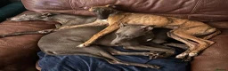 Whippet dogs for sale: Exceptionally bred KC whippets - Advert 4