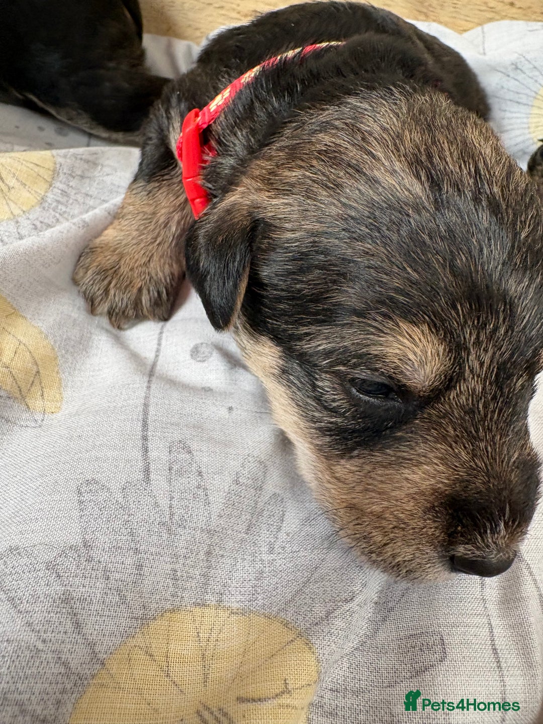 Mixed Breed dogs for sale: Wowauzer puppies for sale. Schnauzer x Welshie - Advert 6