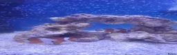 Live Bearers fish for sale: Pair of breeding Clown fish - Advert 3