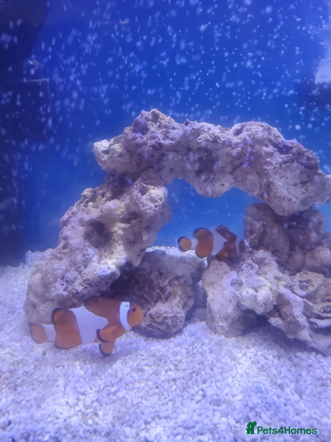Live Bearers fish for sale: Pair of breeding Clown fish - Advert 3