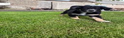 Mixed Breed dogs for sale: Border Collie x Golden Retriever pups for sale  in Glasgow - Advert 10