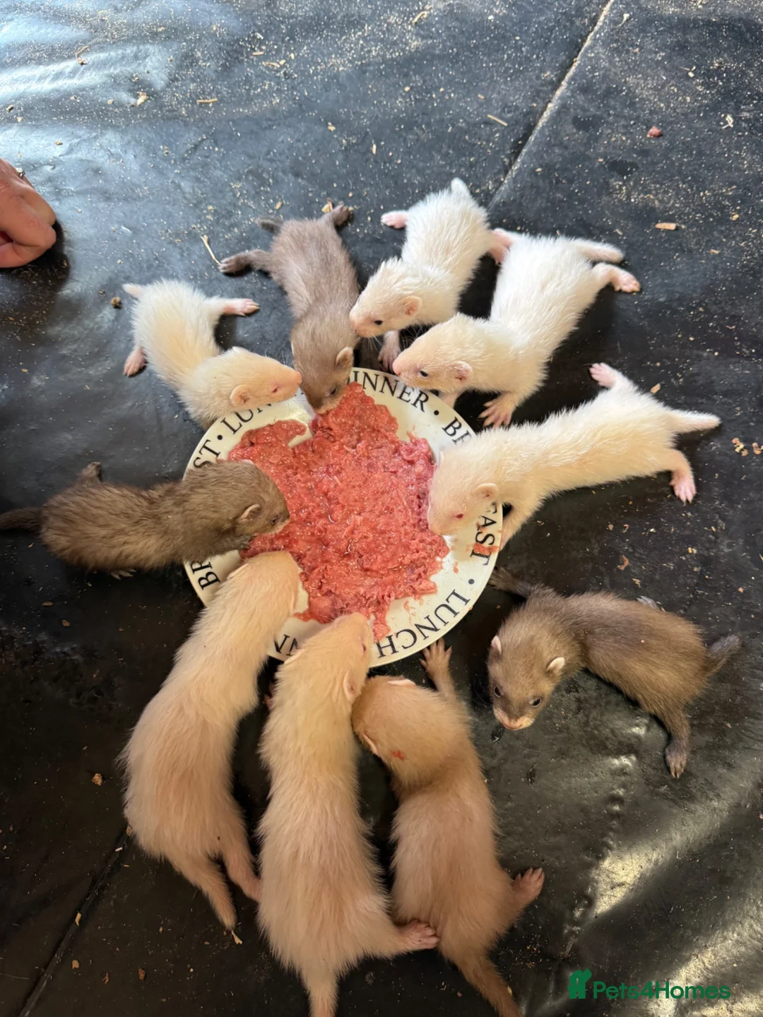 Ferret rodents for sale: Mixed ferret kits  - Advert 3