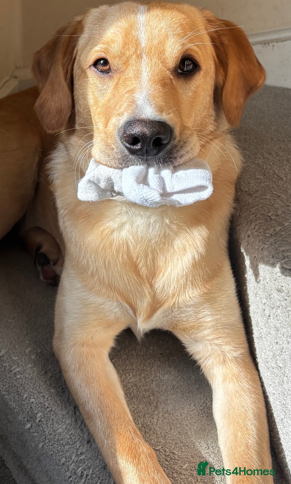 Labrador Retriever dogs Sunnie, 10 month old Male Labrador Retriever  - Advert 1