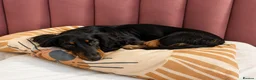 Dachshund dogs for sale: ❤️ Beautiful Long Haired Dachshund Puppies - Advert 4