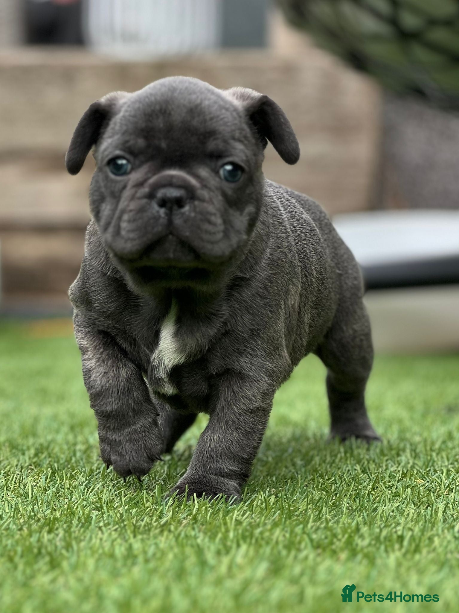 French Bulldog dogs Blue French bulldog  - Advert 1