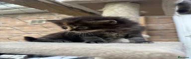 Maine Coon 5