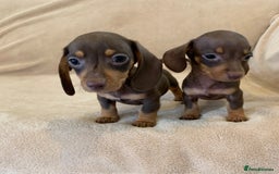 Dachshund dogs for sale: Adorable Dachshunds - Image 2