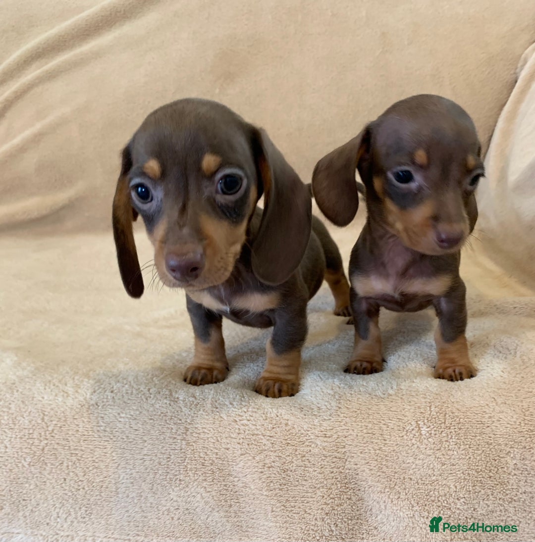 Dachshund dogs for sale: Adorable Dachshunds - Image 2