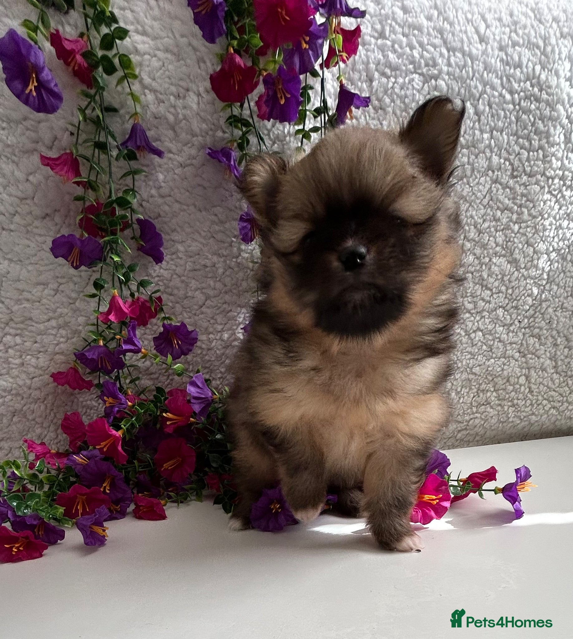 Pomeranian dogs Toy Teddy Pomeranian pups  - Advert 16