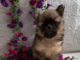 Pomeranian dogs Toy Teddy Pomeranian pups - Advert 16