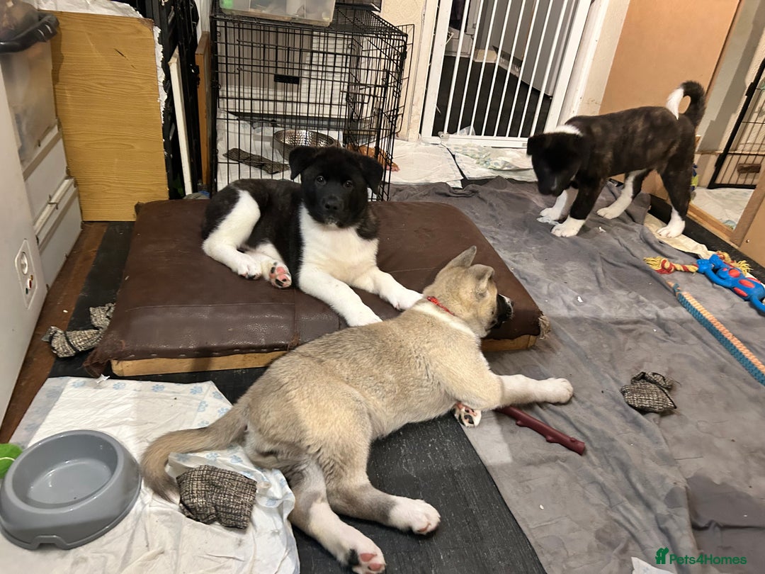 Akita dogs for sale: Akita Puppies for Sale - Advert 37