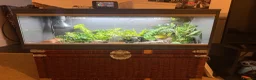 Gecko reptiles for sale: African Fat Tailed Gecko - Advert 2