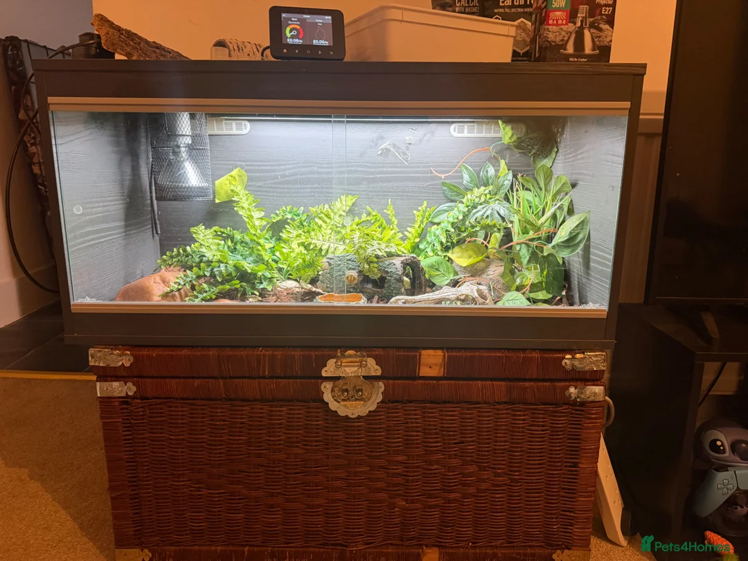 Gecko reptiles for sale: African Fat Tailed Gecko - Advert 2