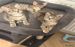 Mixed Breed cats for sale: 4 beautiful tabby kittens for sale  - Image 2