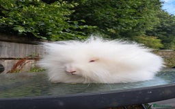 Lionhead rabbits for sale: Pure bred double maned lionhead girl - Image 8