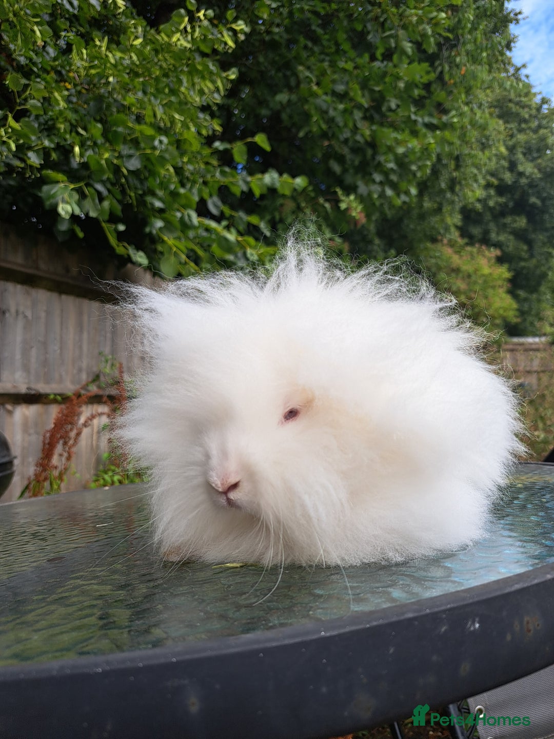 Lionhead rabbits for sale: Pure bred double maned lionhead girl - Image 8