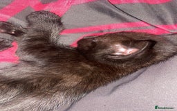 Bombay cats for sale: Bombay Kittens  - Image 2