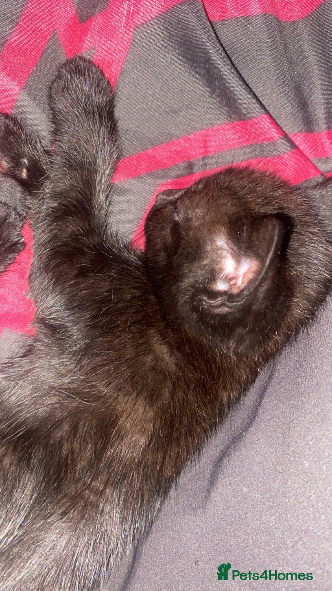 Bombay cats for sale: Bombay Kittens  - Image 2