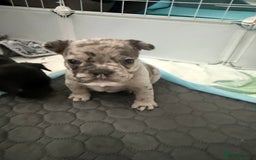 French Bulldog dogs for sale: French bulldog puppies looking for loving homes  - Image 8