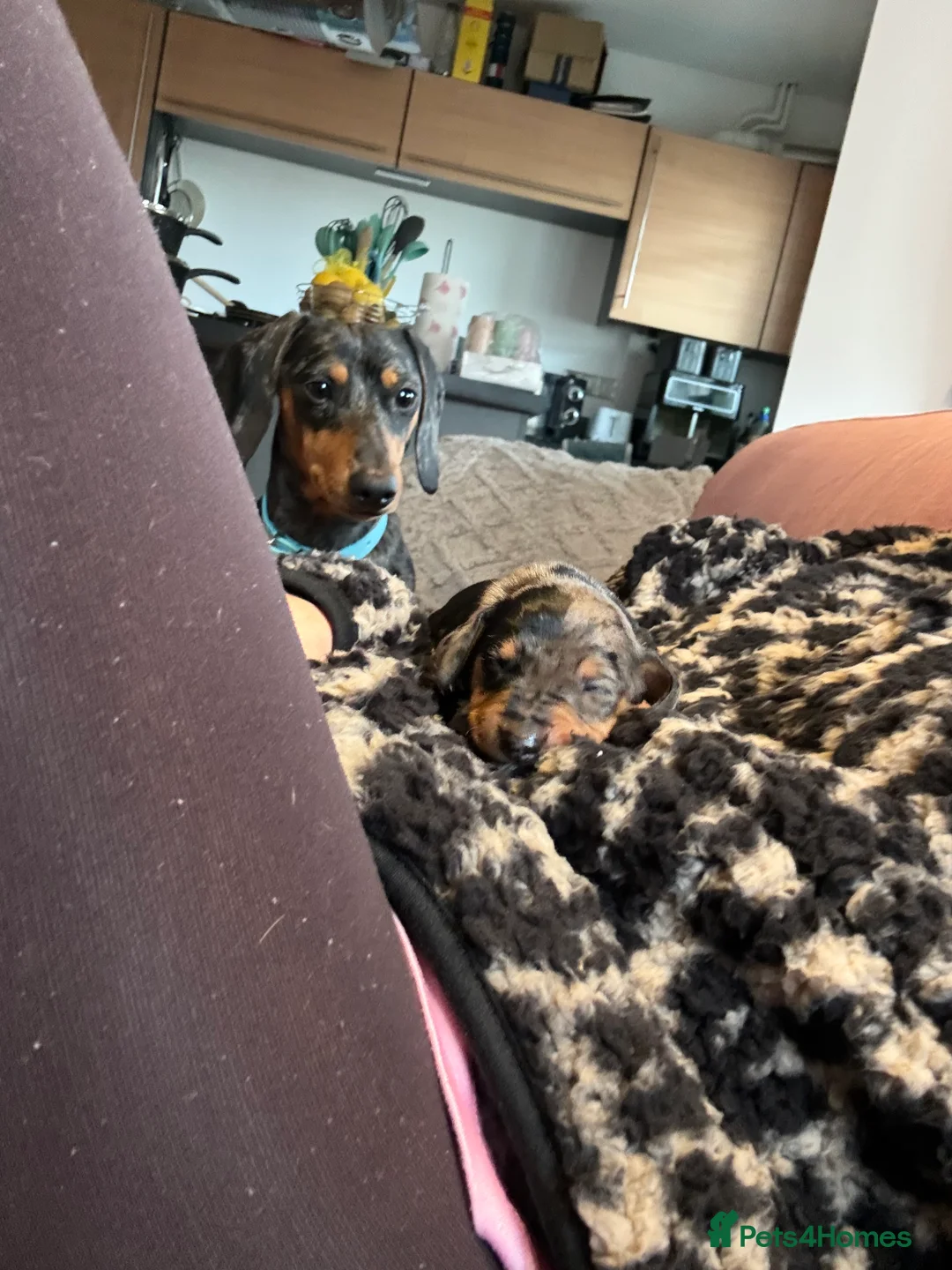 Miniature Dachshund dogs for sale: Gorgeous Minature Daschund Puppies  - Advert 4