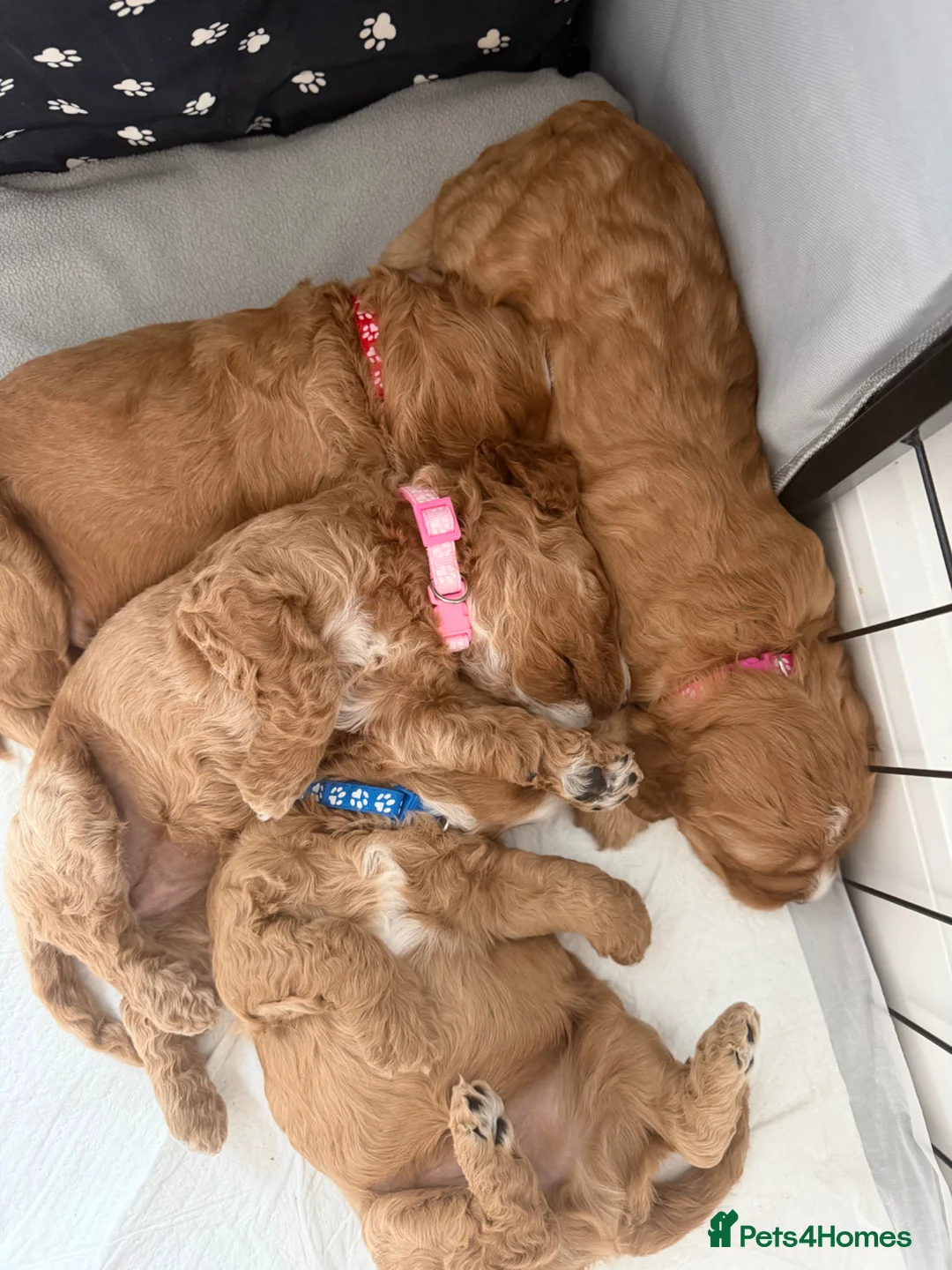 Cockapoo dogs for sale: Gorgeous cockapoo puppies in Nottingham - Advert 11