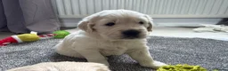 Golden Retriever dogs for sale: Male Cream golden retriever pup ready now - Advert 10