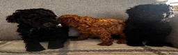 Toy Poodle dogs for sale: Beautiful Toy Poodle Puppies All Girls For Sale - Advert 3