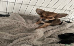Chihuahua dogs for sale: girl chihuahua pup - Advert 3