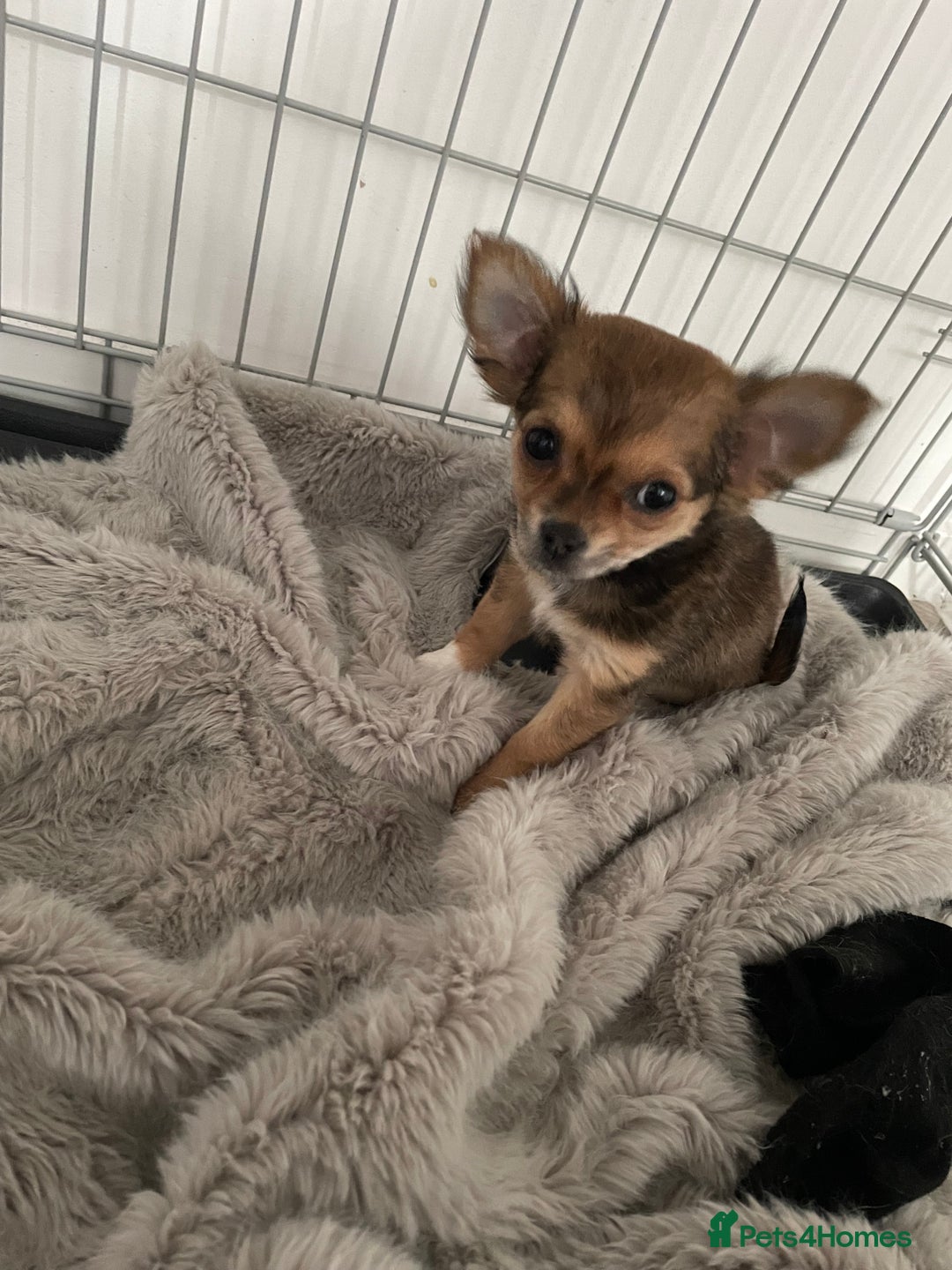 Chihuahua dogs for sale: girl chihuahua pup - Advert 3