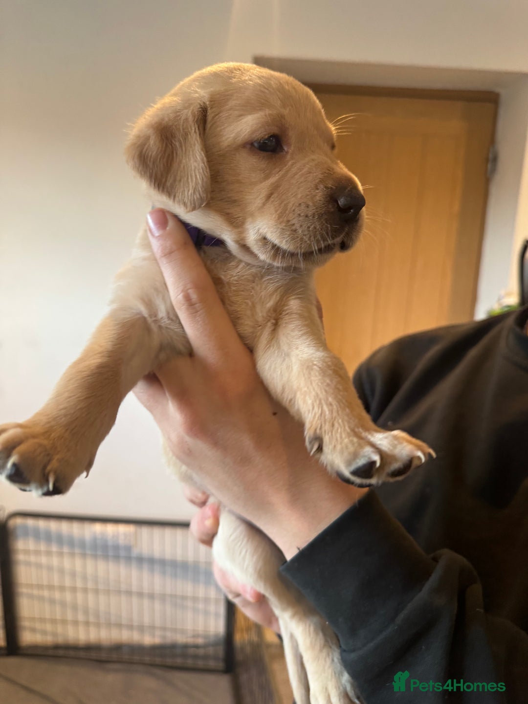 Springador dogs for sale: 4 Male Labrador available - Advert 7