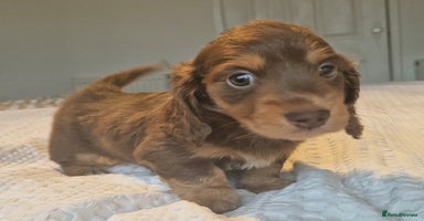 Miniature Dachshund dogs - Advert 10