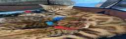 Bengal cats for sale: 🐾 Purebred Bengal Kittens for Sale 🐾 - Advert 20