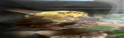 Gecko reptiles for sale: Male Tiger stripe crested gecko - Advert 6