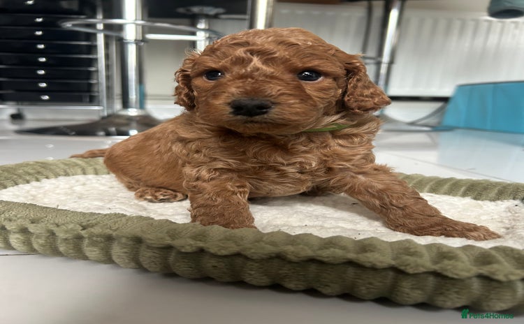 Cockapoo dogs - Advert 1