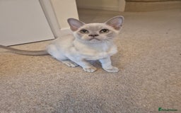 Burmese cats for sale: Beautiful Pedigree Burmese Kittens - Image 11