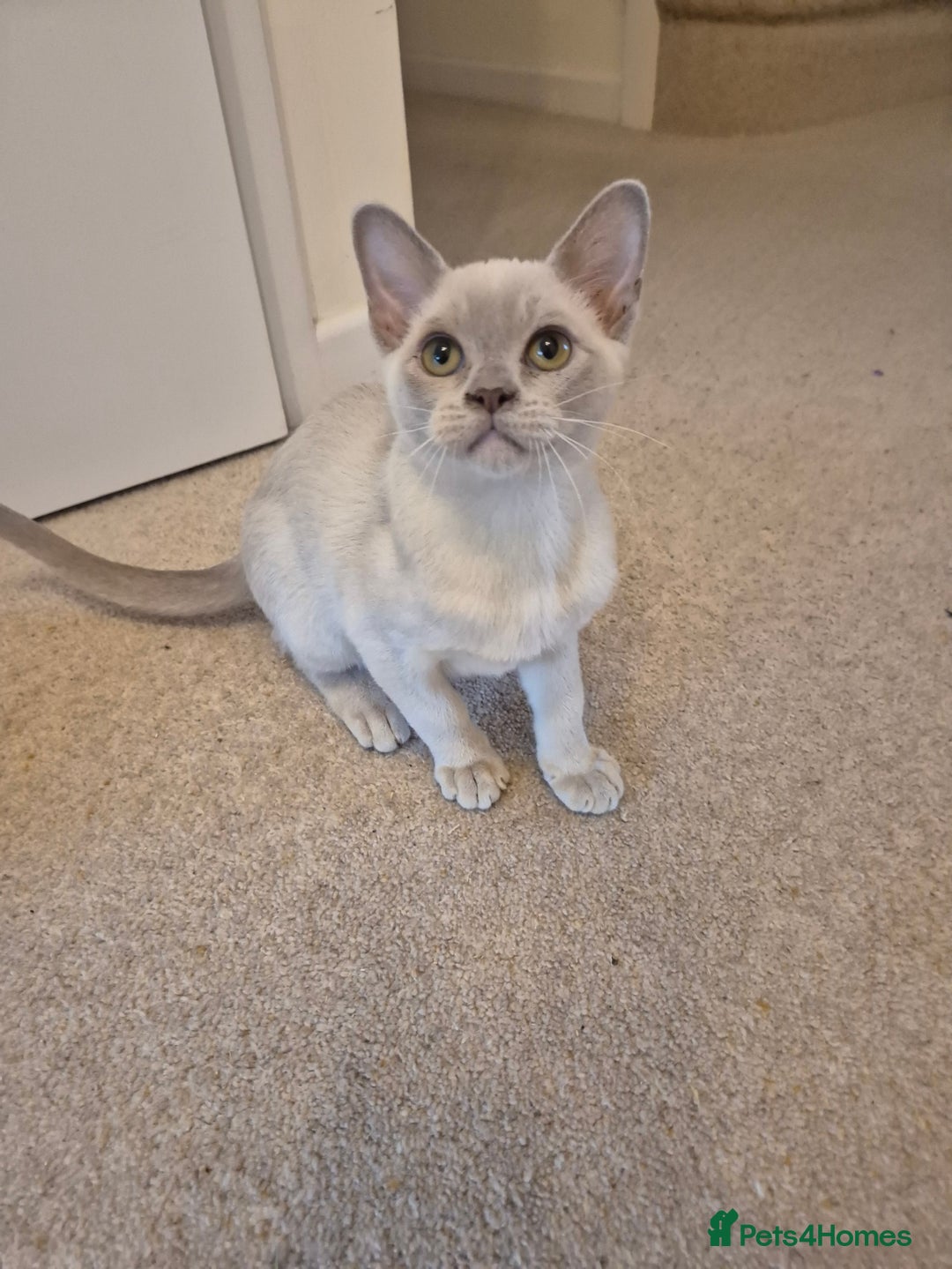 Burmese cats for sale: Beautiful Pedigree Burmese Kittens - Image 11