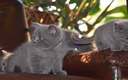 British Shorthair cats for sale: BSH Blue kittens, 3xgirls 3xboys - Image 3