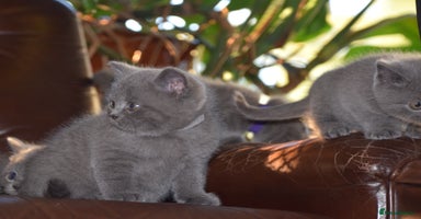 British Shorthair cats - Advert 1