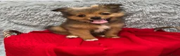 Pomeranian dogs for sale: Only two beautiful Pomeranian babies left - Advert 12