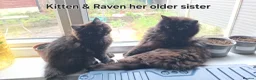 Mixed Breed cats for sale: Beautiful Black Ragdoll x Persian Kitten Ready Now - Advert 10