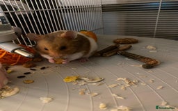 Hamster rodents for sale: Syrian hamster  - Image 3