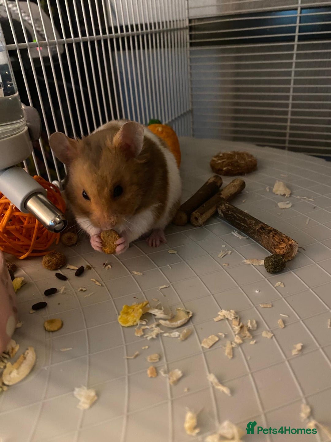 Hamster rodents for sale: Syrian hamster  - Image 3