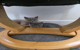 Mixed Breed cats for sale:  British shorthair & Scottish Fold mix - Image 17