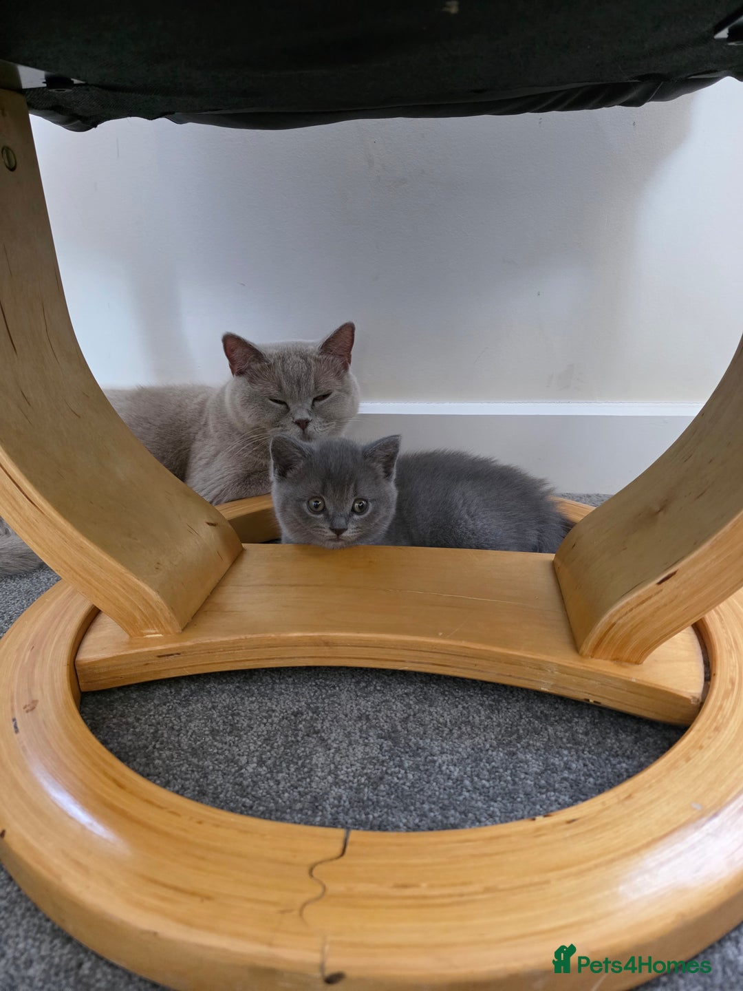 Mixed Breed cats for sale:  British shorthair & Scottish Fold mix - Image 17