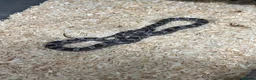 Corn Snake reptiles for sale: Various corn snakes/colubrids at urban exotics  - Advert 7