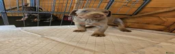 Dobermann dogs for sale: Dobermann pups International Champion Bloodline in Birmingham - Advert 2
