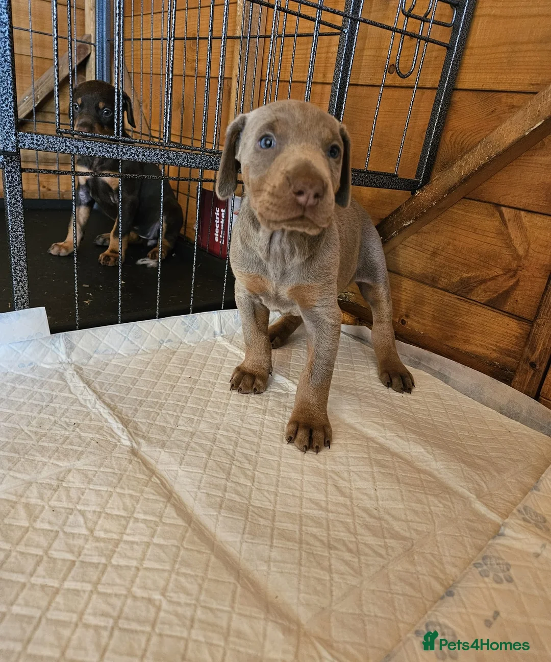 Dobermann dogs for sale: Dobermann pups International Champion Bloodline in Birmingham - Advert 2