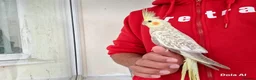 Cockatiels birds for sale: Super silly hand tamed baby cockatiel - Advert 8